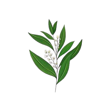 tea tree