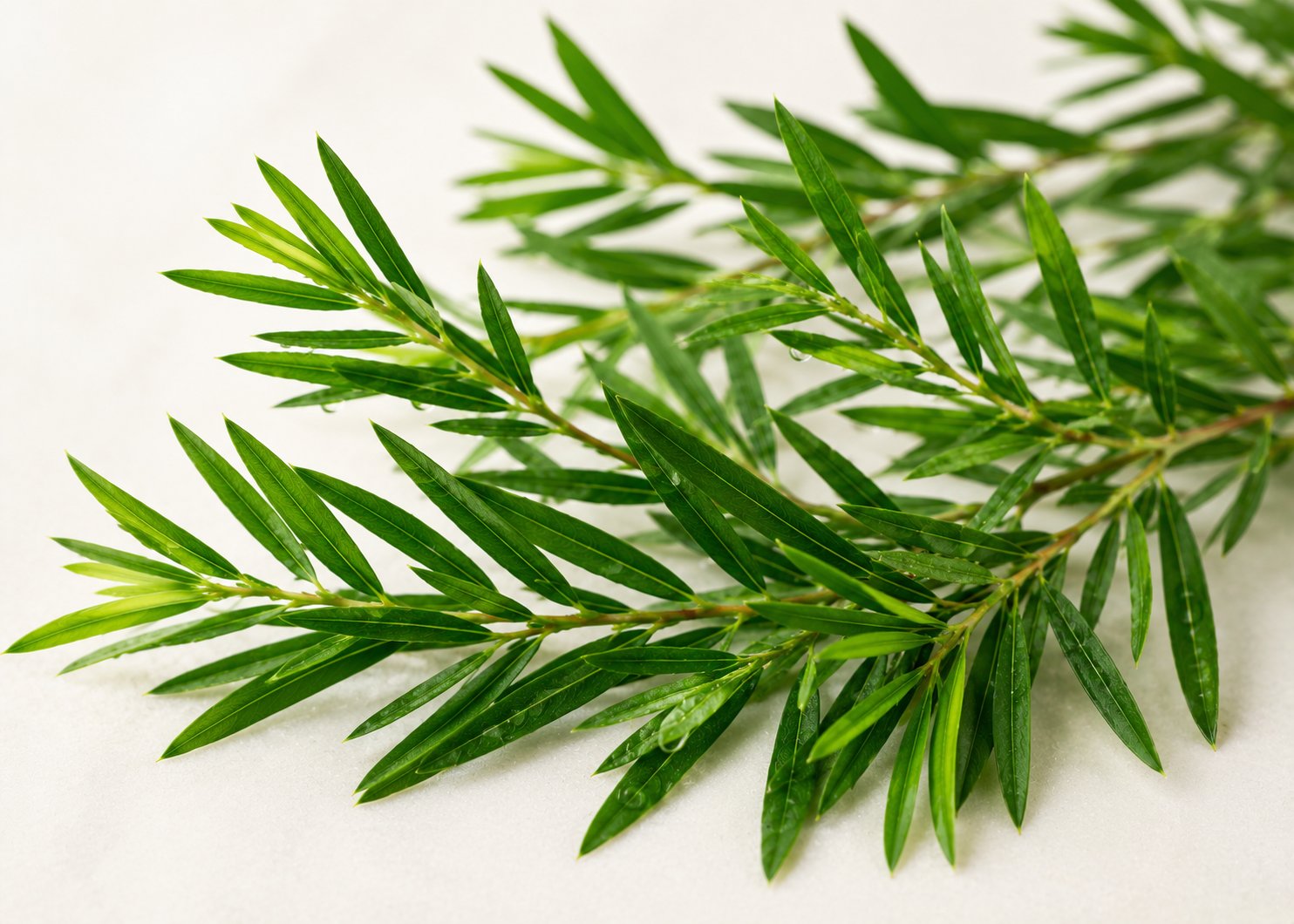 Tea Tree